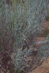 Acacia aphylla