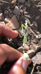 Chenopodium atrovirens