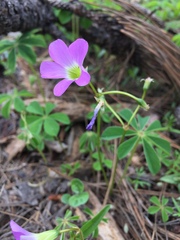 Oxalis hernandesii