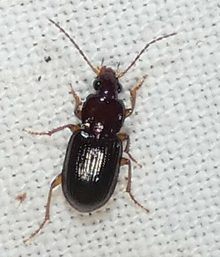 Oxycrepis crenata