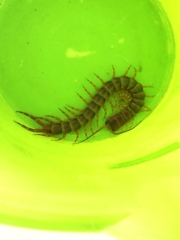 Scolopendra viridicornis