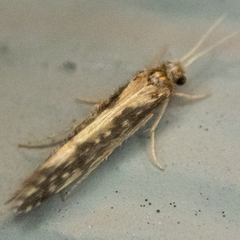 Agraylea multipunctata