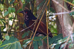 Centropus sinensis