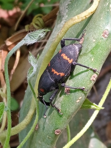 Cactus Weevil
