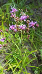 Vernonia texana