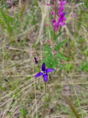Gentianopsis detonsa