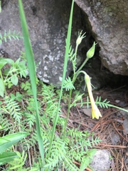 Polemonium pauciflorum
