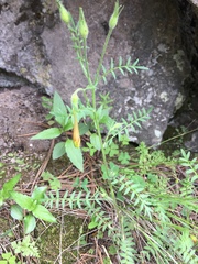 Polemonium pauciflorum