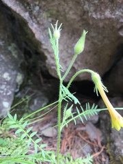 Polemonium pauciflorum
