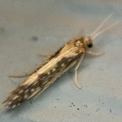 Agraylea multipunctata