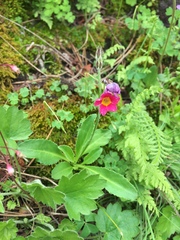 Primula rusbyi