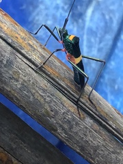 Phthiarella decorata