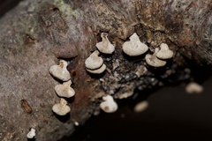 Porodisculus pendulus