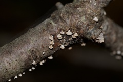 Porodisculus pendulus