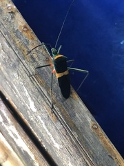 Phthiarella decorata