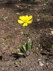 Ranunculus forreri