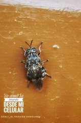 Dicyphoma schaefferi