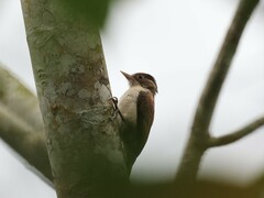 Dryobates callonotus