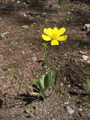 Ranunculus forreri