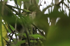 Dryobates callonotus