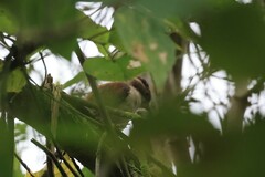 Dryobates callonotus