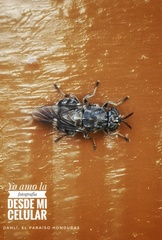 Dicyphoma schaefferi