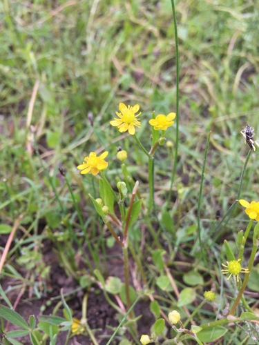 Image of Ranunculus hydrocharoides by (c) Oscar C. González Martínez, some rights reserved (CC BY-SA)