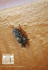 Dicyphoma schaefferi