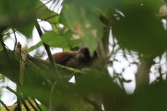 Dryobates callonotus