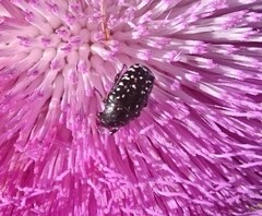 Oxythyrea noemi
