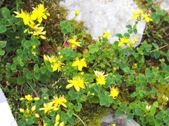 Hypericum nummularium