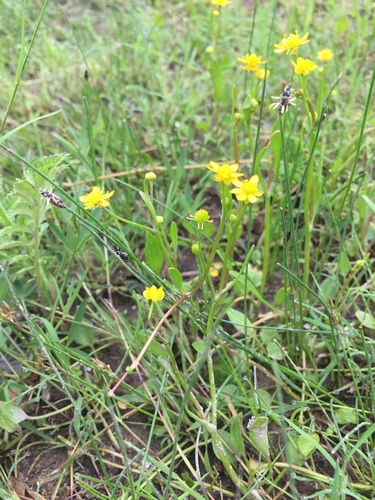 Image of Ranunculus hydrocharoides by (c) Oscar C. González Martínez, some rights reserved (CC BY-SA)