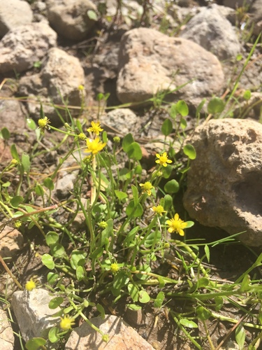 frog's-bit buttercup (Ranunculus hydrocharoides)