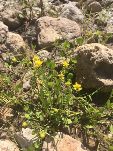 Image of Ranunculus hydrocharoides by (c) Oscar C. González Martínez, some rights reserved (CC BY-SA)
