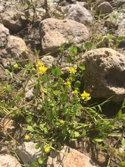 Ranunculus hydrocharoides