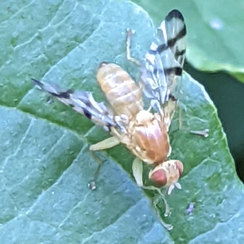Rose Hip Fly