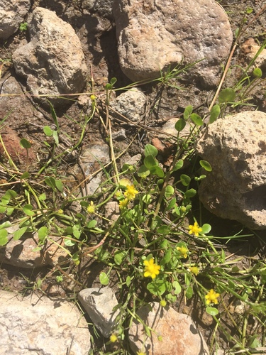 Image of Ranunculus hydrocharoides by (c) Oscar C. González Martínez, some rights reserved (CC BY-SA)