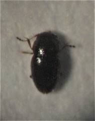 Ptenidium punctatum