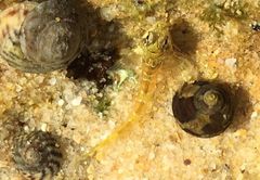 Lepidoblennius haplodactylus