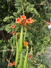 Campsis radicans