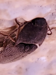 Coleoptera