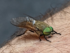 Tabanus nigrovittatus