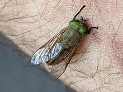 Tabanus nigrovittatus