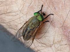 Tabanus nigrovittatus