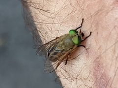 Tabanus nigrovittatus