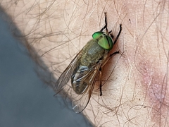 Tabanus nigrovittatus