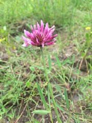 Trifolium mucronatum