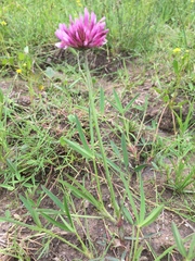 Trifolium mucronatum