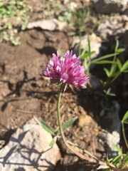 Trifolium mucronatum
