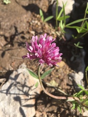 Trifolium mucronatum